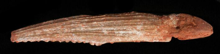 Hybodus Shark Dorsal Spine Tip - Cretaceous #49540